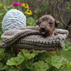 Fara (pink) - Slate female Xoloitzcuintli puppy in Atwater, California from Cen Cal Xoloitzcuintle
