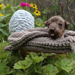 Fara (pink) - Slate female Xoloitzcuintli puppy in Atwater, California from Cen Cal Xoloitzcuintle
