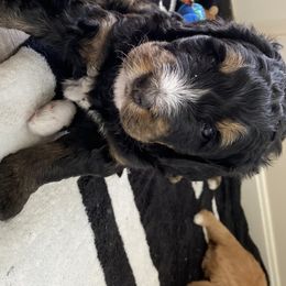 Girl 8 - Bernedoodle puppy in Berryville, Virginia from Hazel the Bernedoodle