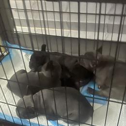 French Bulldog Puppies from Luxury French Bulldogs