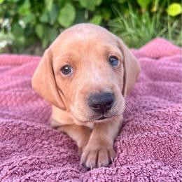 Teddy - Cream male Dachshund puppy in Vevay, Indiana from Works Farm Dachshunds