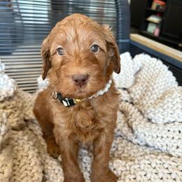 White - Red  female Goldendoodle puppy in Buda, Texas from Anita’s Doodles
