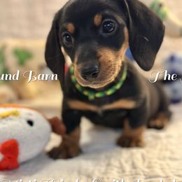 Jordi - Black and tan male Dachshund puppy in Hensley, Arkansas from The Dachshund Barn