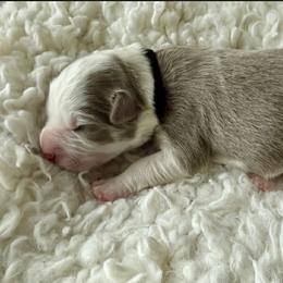 25S Black Collar - Lilac male Border Collie puppy in Mariposa, California from Team Reeves Ranch