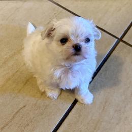 Boy 1 - White male Maltese puppy in North Port, Florida from Sandykov