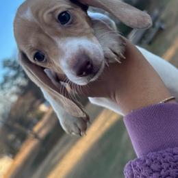 Dachshund Puppies from L & J Kennel