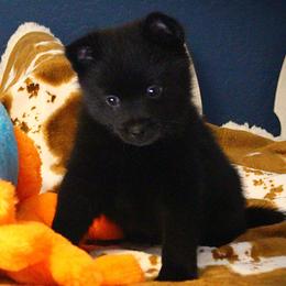 Captain - Black male Schipperke puppy in Grants Pass, Oregon from Walking Hart Schipperkes