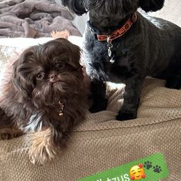 Shih Tzu Puppies from LaDawn’s Little Lions