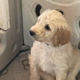 Buddy the Elf - Cream male Goldendoodle puppy in St Johns, Florida from Nini's Poodles and Doodles of St. Johns Co.
