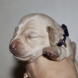 Dark purple girl - Cream female Dachshund puppy in New Canton, Virginia from Mount Calm Golden Retrievers