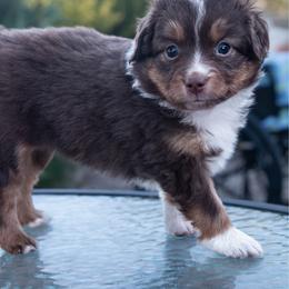 Petey - Red tri male Miniature Australian Shepherd puppy in Chino Valley, Arizona from Perkins Mini/Toy Aussies