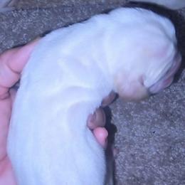 Netflix - Lemon and white male Basset Hound puppy in Pollock, Missouri from Northstar