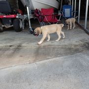 Kangal Puppies from DASA Ridge Kangals