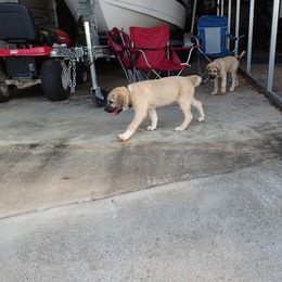 Kangal Puppies from DASA Ridge Kangals