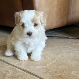 Violet - Red sable female Havanese puppy in Apopka, Florida from Dunhill Havanese