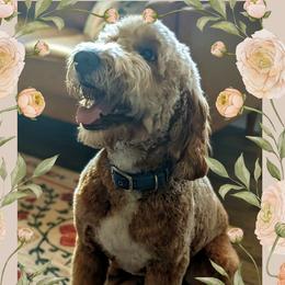 Belle - Goldendoodle