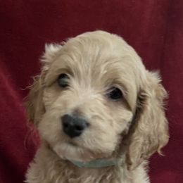 Boy 1 - Cockapoo puppy in Grand Junction, Colorado from Asyouwish Cockapoos