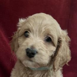 Boy 1 - Cockapoo puppy in Grand Junction, Colorado from Asyouwish Cockapoos
