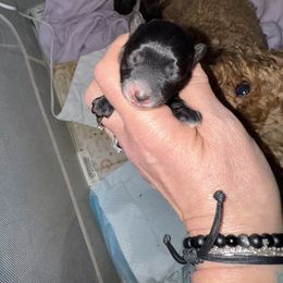 Jinger - Black female Yorkipoo puppy in Independence, Kentucky from 4paws4ever by Design