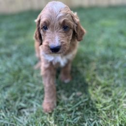 Jefferson (Red) - Apricot male Goldendoodle puppy in Casper, Wyoming from 307 Doodles
