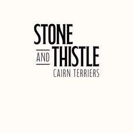 Hamish - Black brindle male Cairn Terrier puppy in St. Joseph, Missouri from Stone & Thistle Cairn Terriers