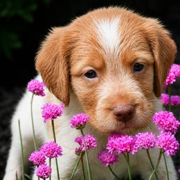 Reef - Orange roan male Brittany puppy in Hollidaysburg, Pennsylvania from Royal Flush Farms