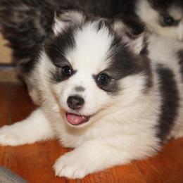 Assorted Doodle Crosses and Pomsky Puppies from Lollipop Puppies