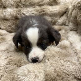 Austin - Blue merle male Australian Shepherd puppy in Churchill County Fallon, Nevada from Card Family Ranch
