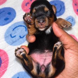 Dory - Black and tan female Yorkshire Terrier puppy in Gastonia, North Carolina from Banks Dynasty Kennel