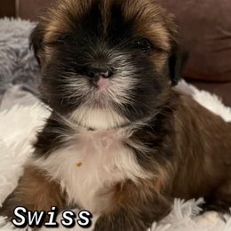 Lhasa Apso Puppies from Lhasa Fur Life