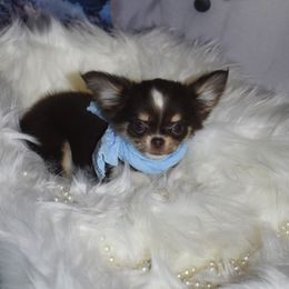Montana - Chocolate and white female Chihuahua puppy in Gloucester, Virginia from Charlotte's Web of Chihuahuas