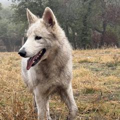 Berger Blanc Suisse and German Shepherd Puppies from Scenic Creek German Shepherds and White Swiss Shepherds