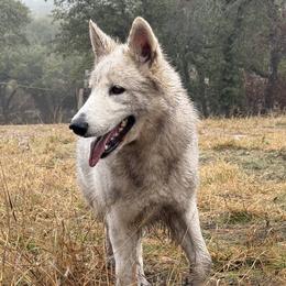 Berger Blanc Suisse and German Shepherd Puppies from Scenic Creek German Shepherds and White Swiss Shepherds