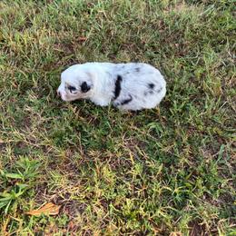 Phoebe - Blue merle female Australian Shepherd puppy in Bethlehem, Georgia from CJ Farm and Kennels