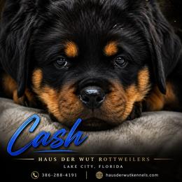 Black boy - Black and mahogany male Rottweiler puppy in Lake City, Florida from Haus Der Wut Kennels