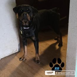 Nela - Rottweiler