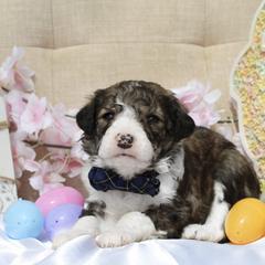 Draco - Sable male Bordoodle puppy in Ashland, Ohio from Cherry Blossom Doodles