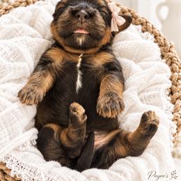 Cavapoo Puppies from Lesley Payne