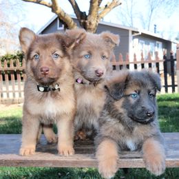 German Shepherd Puppies from Sprague's German Shepherds