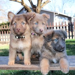 German Shepherd Puppies from Sprague's German Shepherds