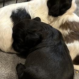 Vulcan - Black and white male Shih Tzu puppy in Boaz, Alabama from Happy Haven Farm
