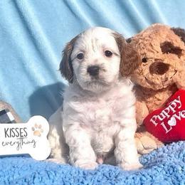 Jerry - Blenheim male Cavapoo puppy in Fort Worth, Texas from Creekwood Miniature Cavapoos