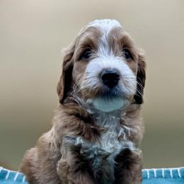 Mule - Apricot male Goldendoodle puppy in Hendersonville, North Carolina from Kim's Cove