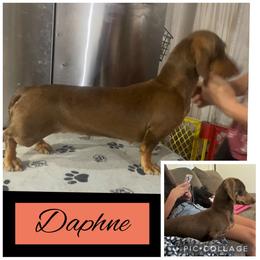 Daphne - Dachshund