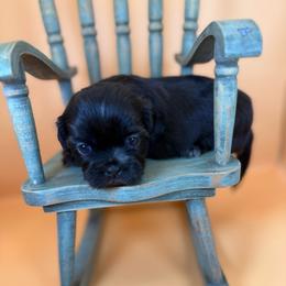 Lumi - Black female Shih Tzu puppy in Abilene, Texas from L&L Euro Boxers and Small Town Shih Tzus