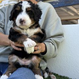 Bernedoodle Puppies from Sixlittles and Bernedoodles