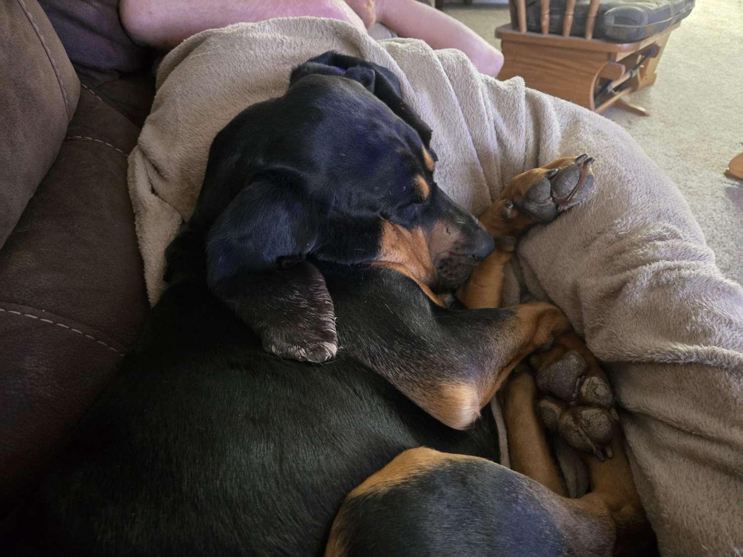Gwen (aka. Chicken)