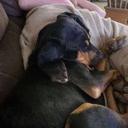 Gwen (aka. Chicken) - Bloodhound