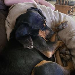 Gwen (aka. Chicken) - Bloodhound