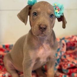 Jolene - Silver female Great Dane puppy in Hutchinson, Kansas from Dappled Danes